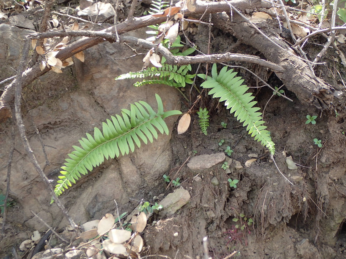 Polystichum imbricans ssp. curtum