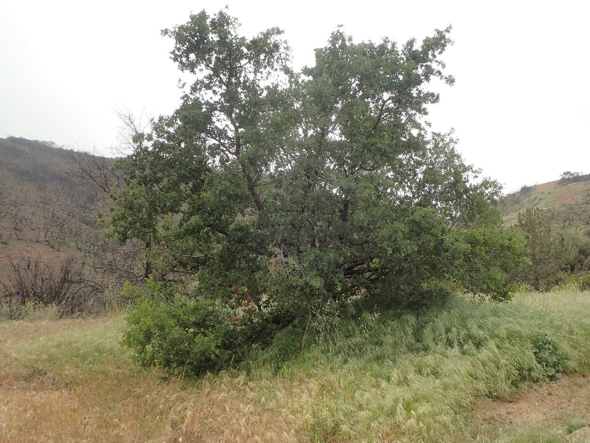 Quercus engelmannii