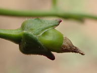 Calandrinia breweri