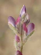 Lupinus concinnus ssp. orcuttii