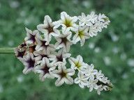 Heliotropium curassavicum ssp. oculatum