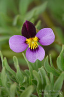 Viola beckwithii