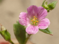 Calandrinia breweri