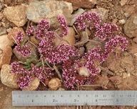 Chorizanthe staticoides ssp. foliosum