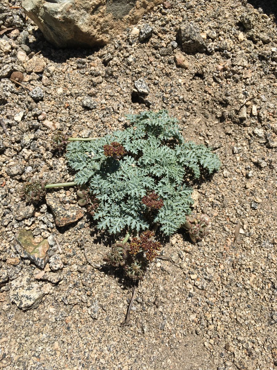 Lomatium shevockii