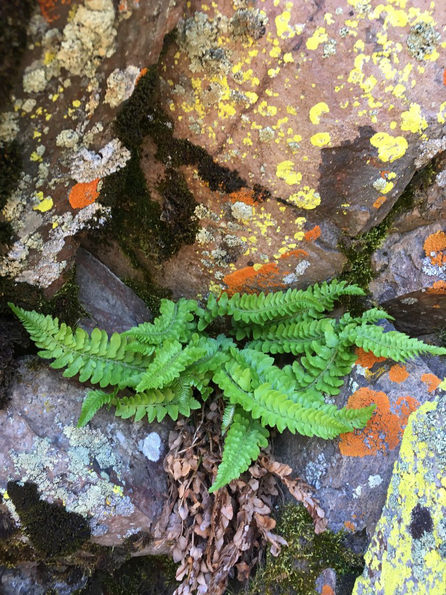 Polystichum kruckebergii