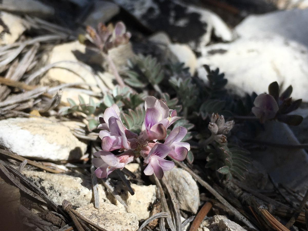 Astragalus platytropis