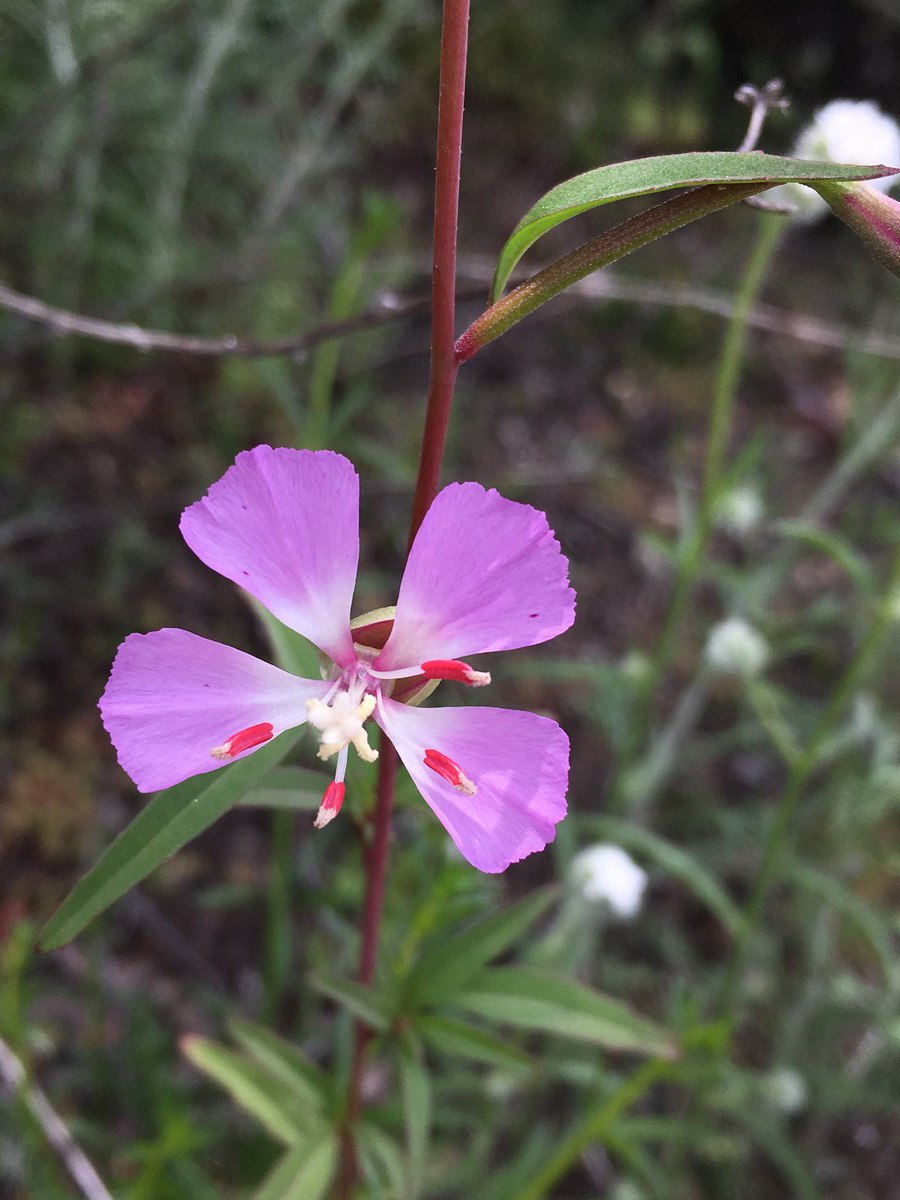 Clarkia delicata