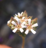 Horkelia fusca ssp. parviflora