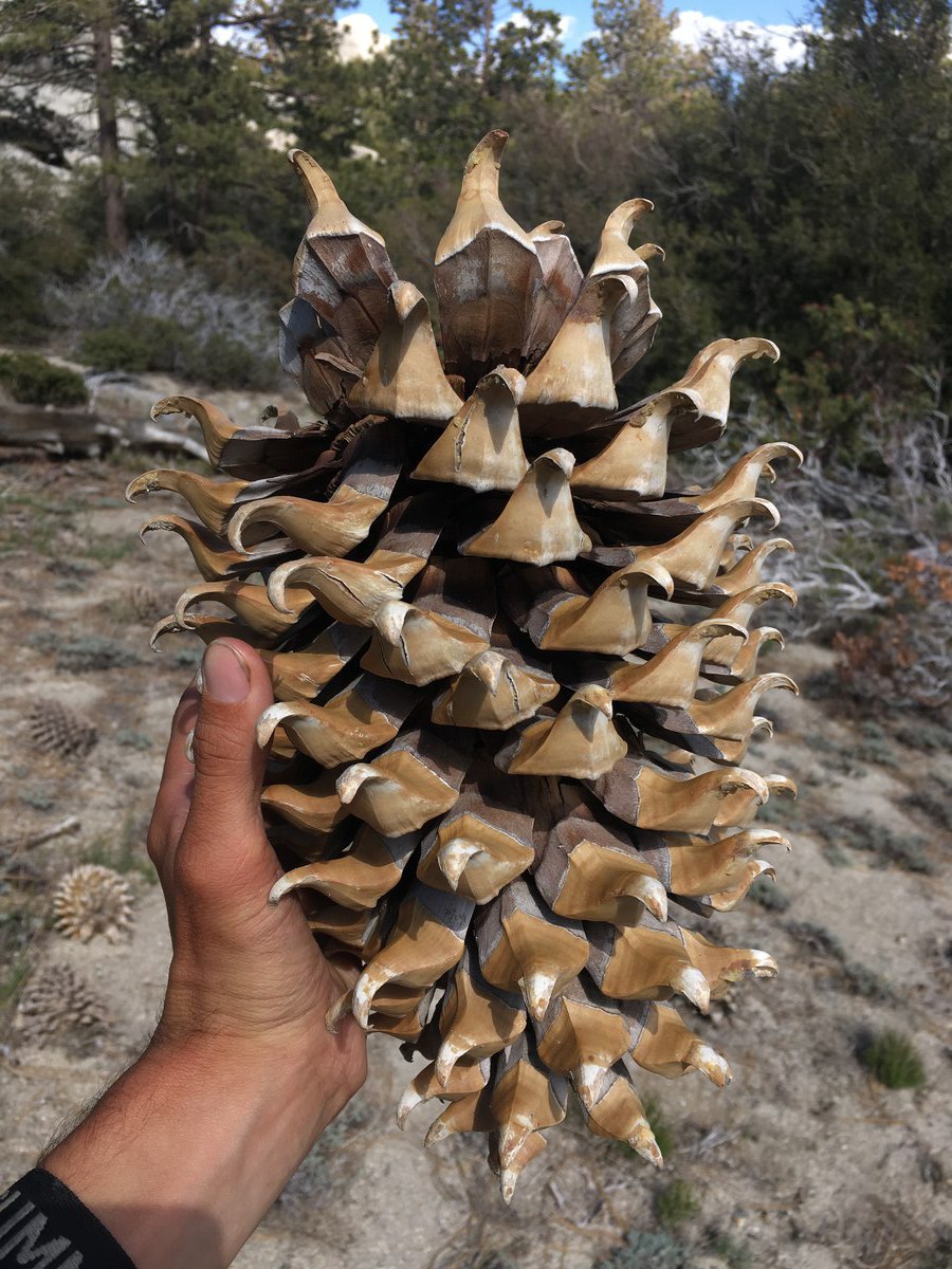 Pinus coulteri