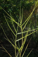 Distichlis spicata var. stolonifera