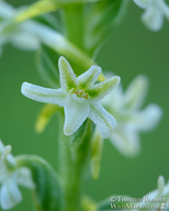 Piperia transversa