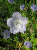 Cnplx Nemophila Menziesii Var Atomaria