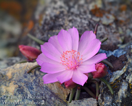 Lewisia rediviva var. rediviva