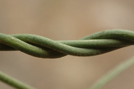Funastrum cynanchoides ssp. heterophyllum