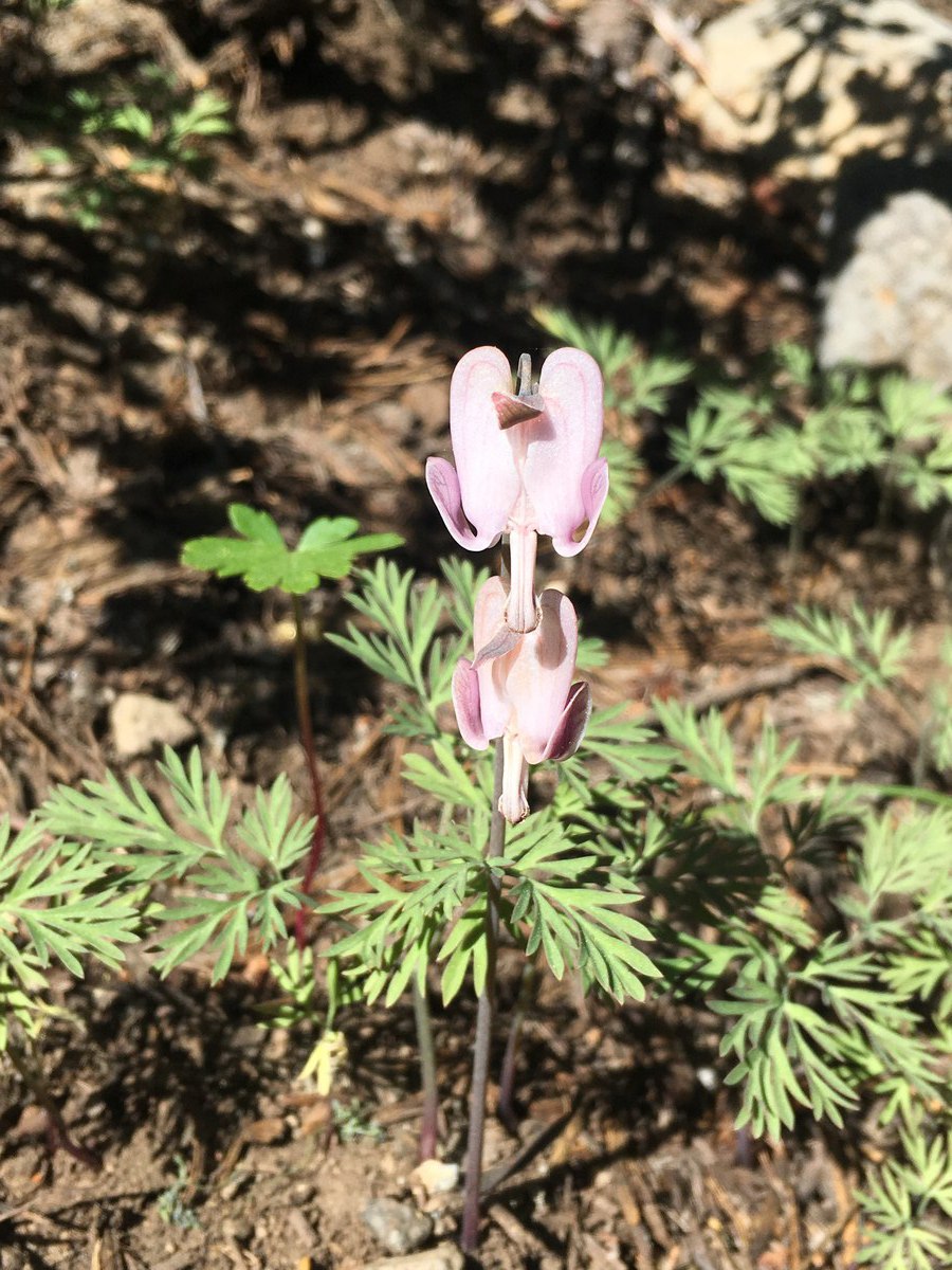 Dicentra pauciflora