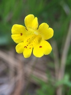 Mimulus primuloides ssp. linearifolius