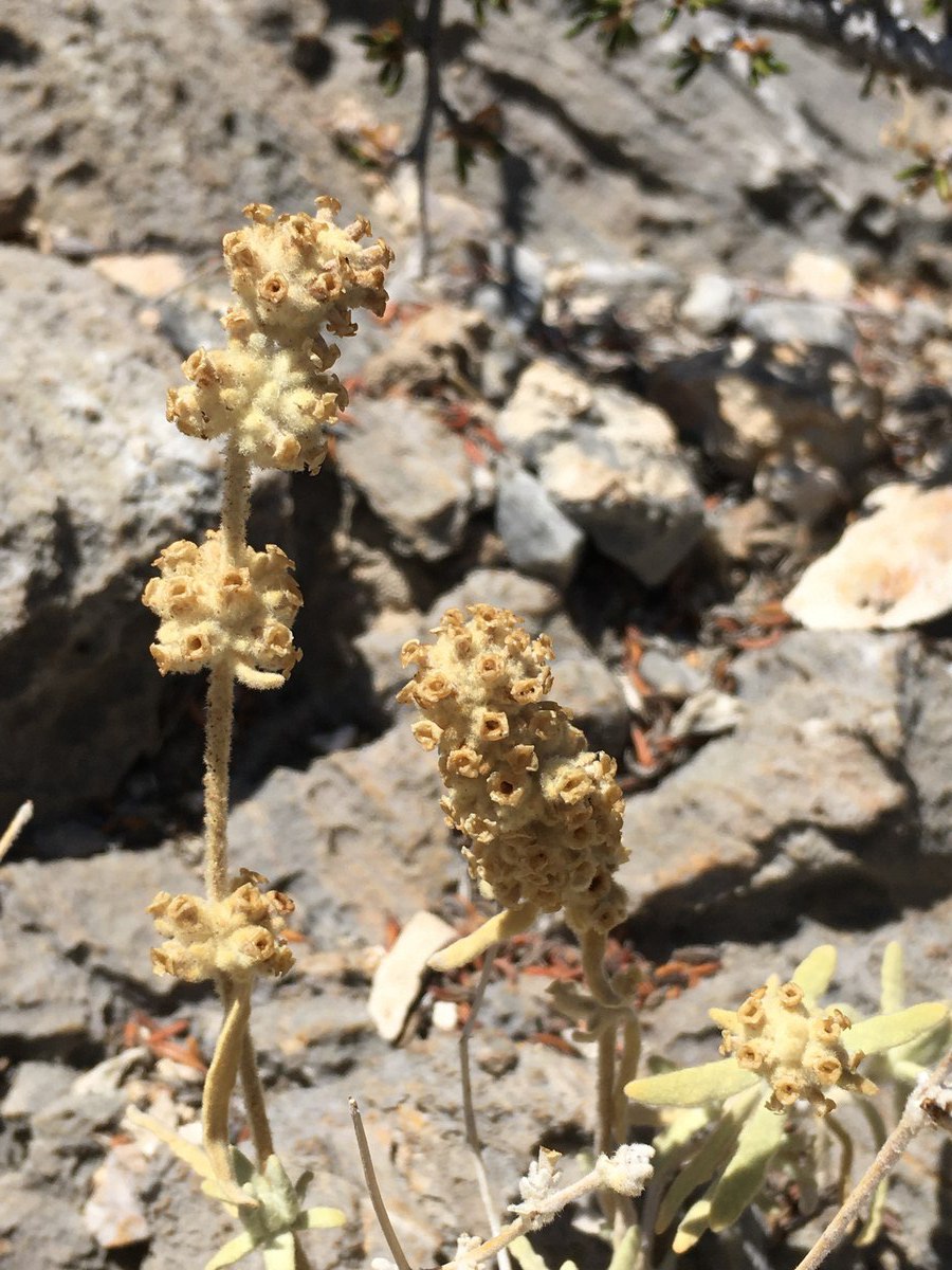 Buddleja utahensis