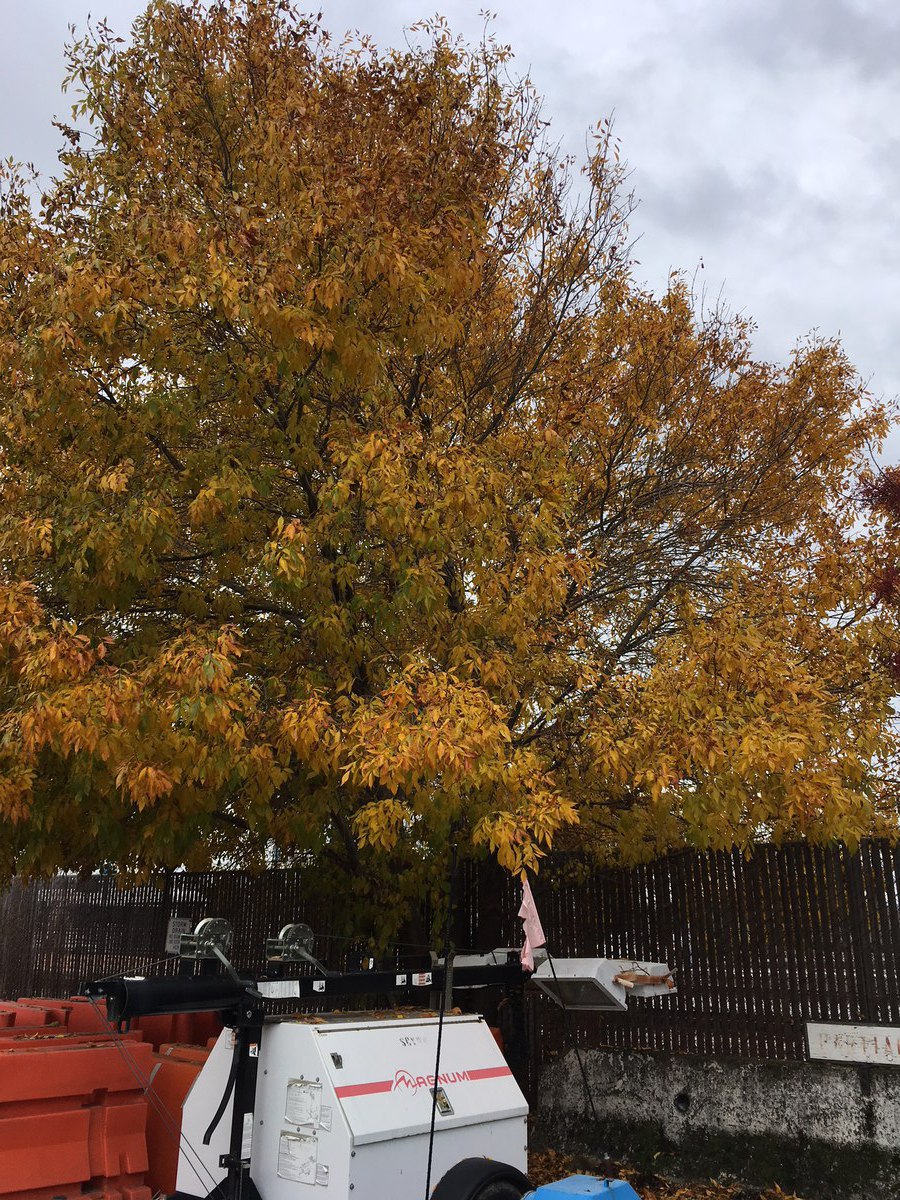 Fraxinus pennsylvanica