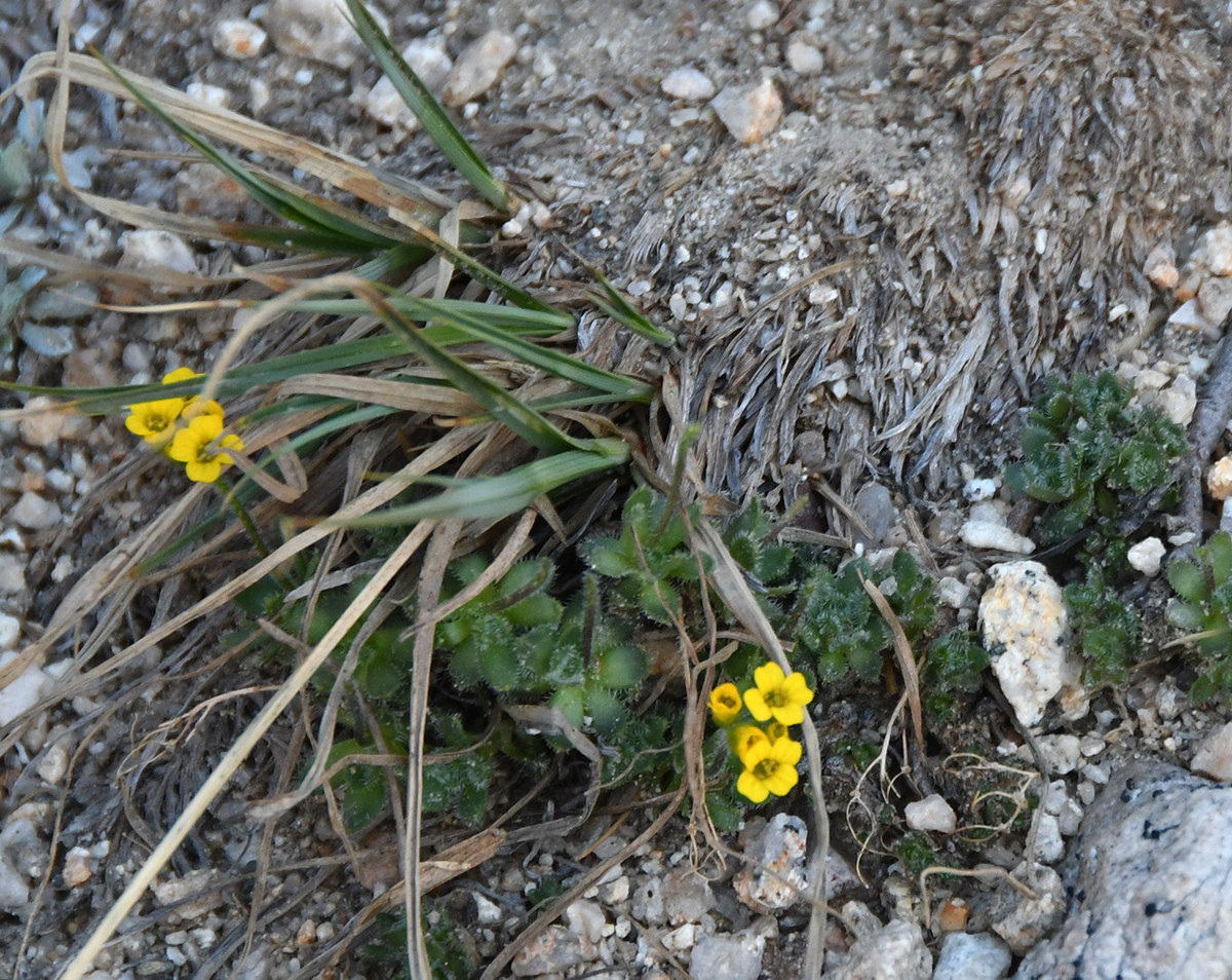 Draba lemmonii