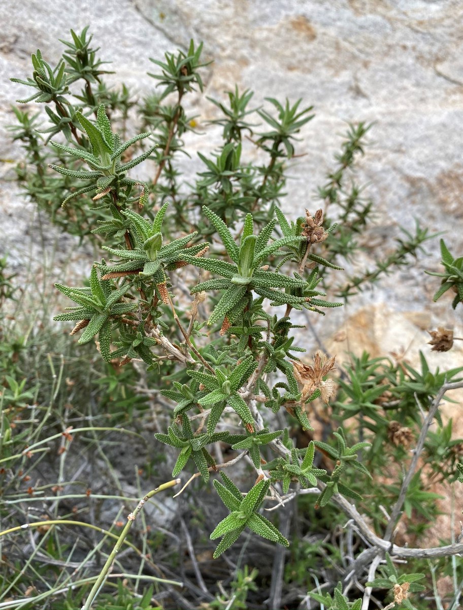 Salvia eremostachya