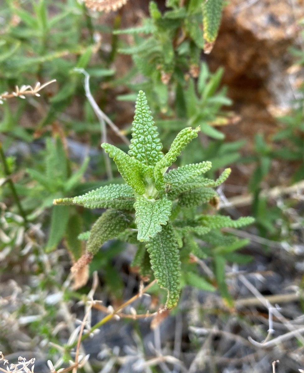 Salvia eremostachya