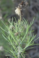 Ericameria pinifolia