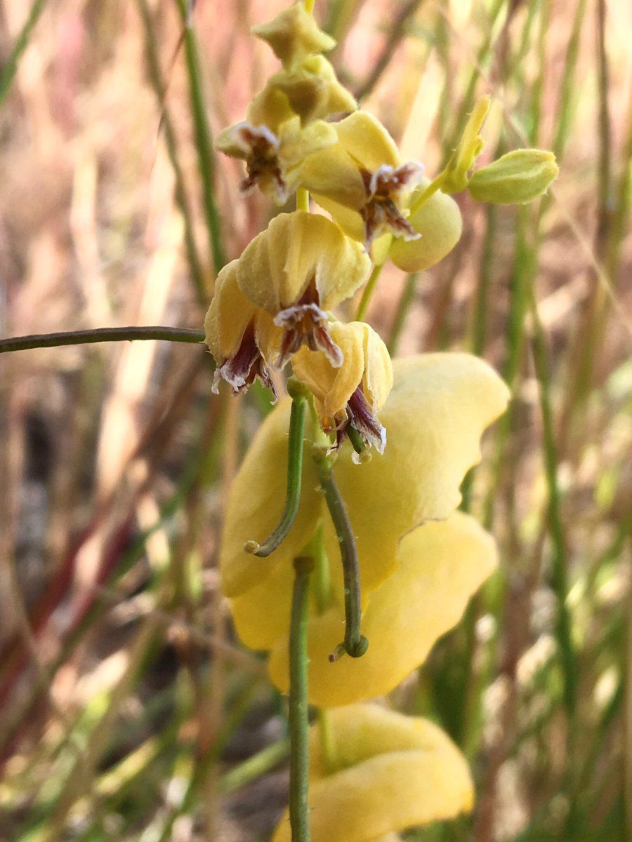 Streptanthus anomalus