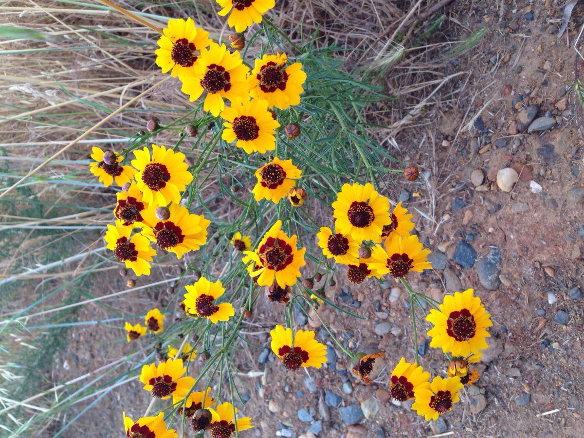 Coreopsis tinctoria