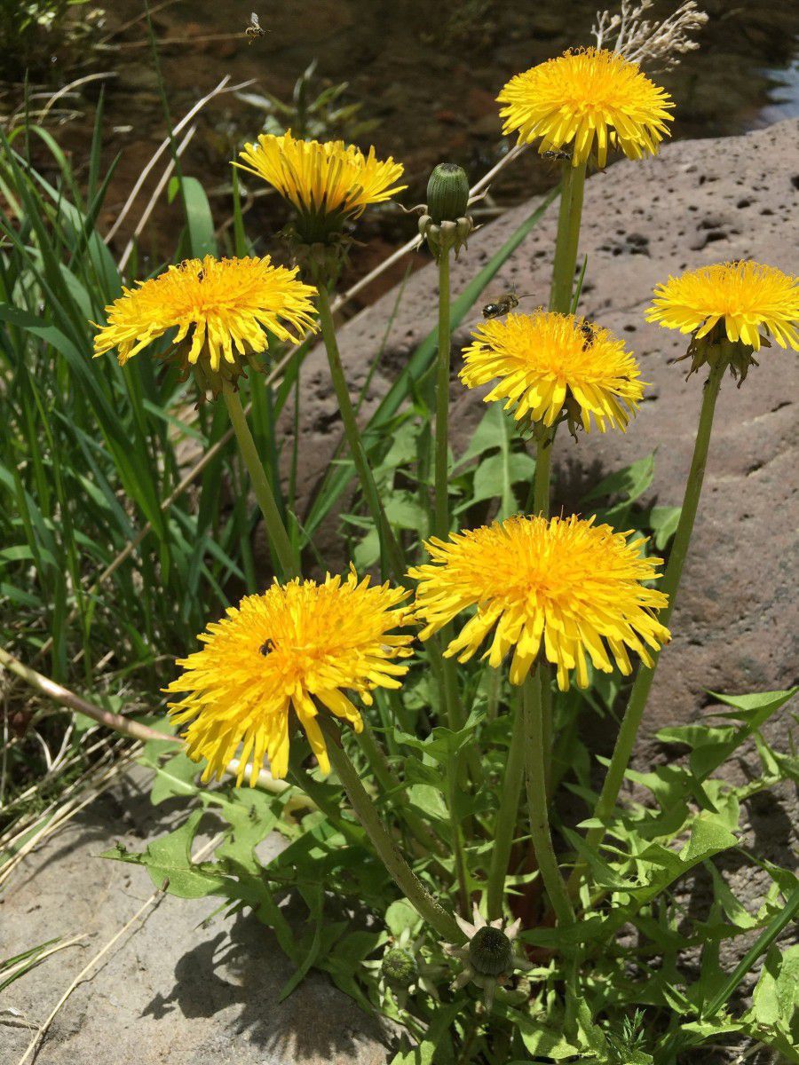 Taraxacum officinale Calflora