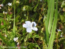 Cnplx Nemophila Menziesii Var Atomaria