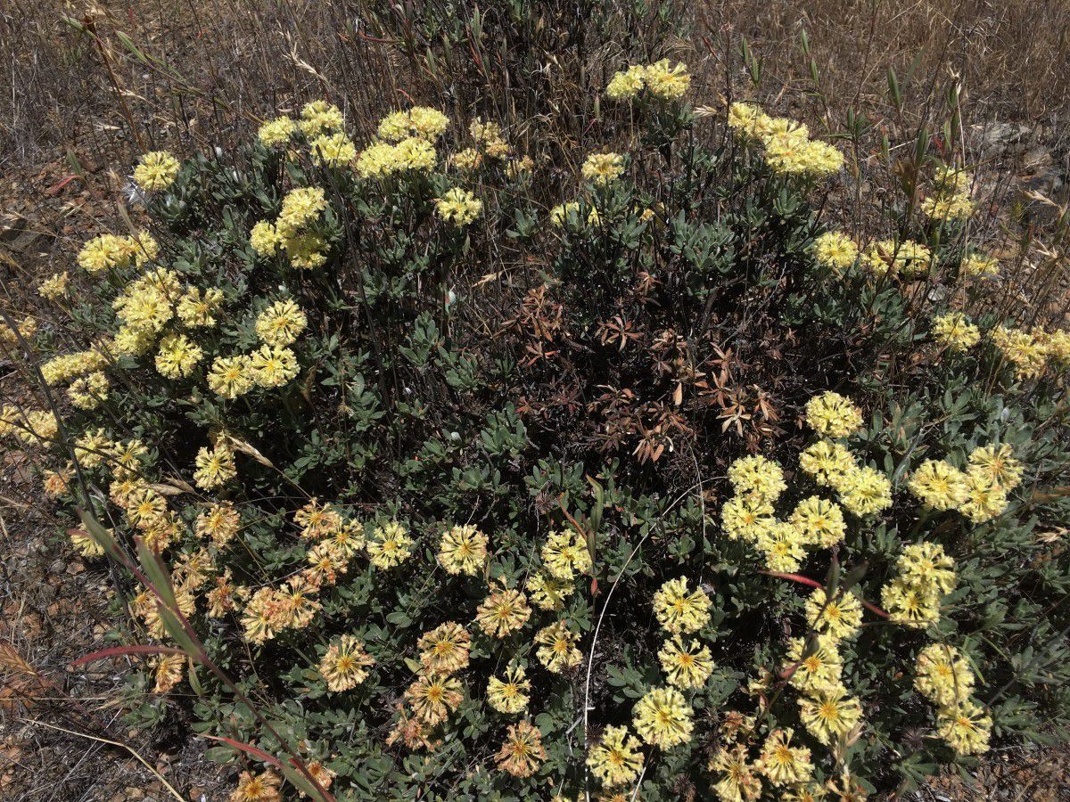 Eriogonum sphaerocephalum