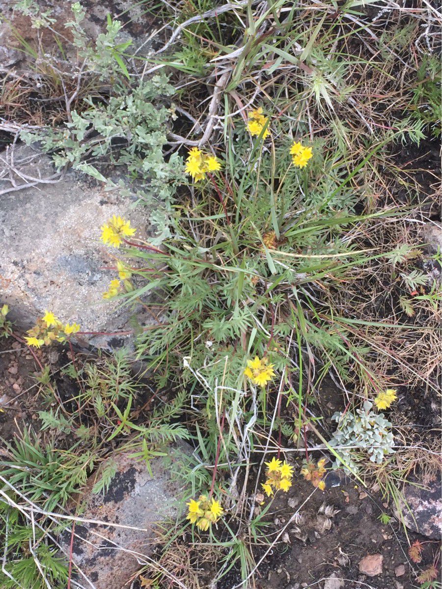 Ivesia webberi