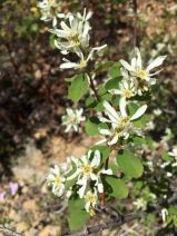 Amelanchier alnifolia