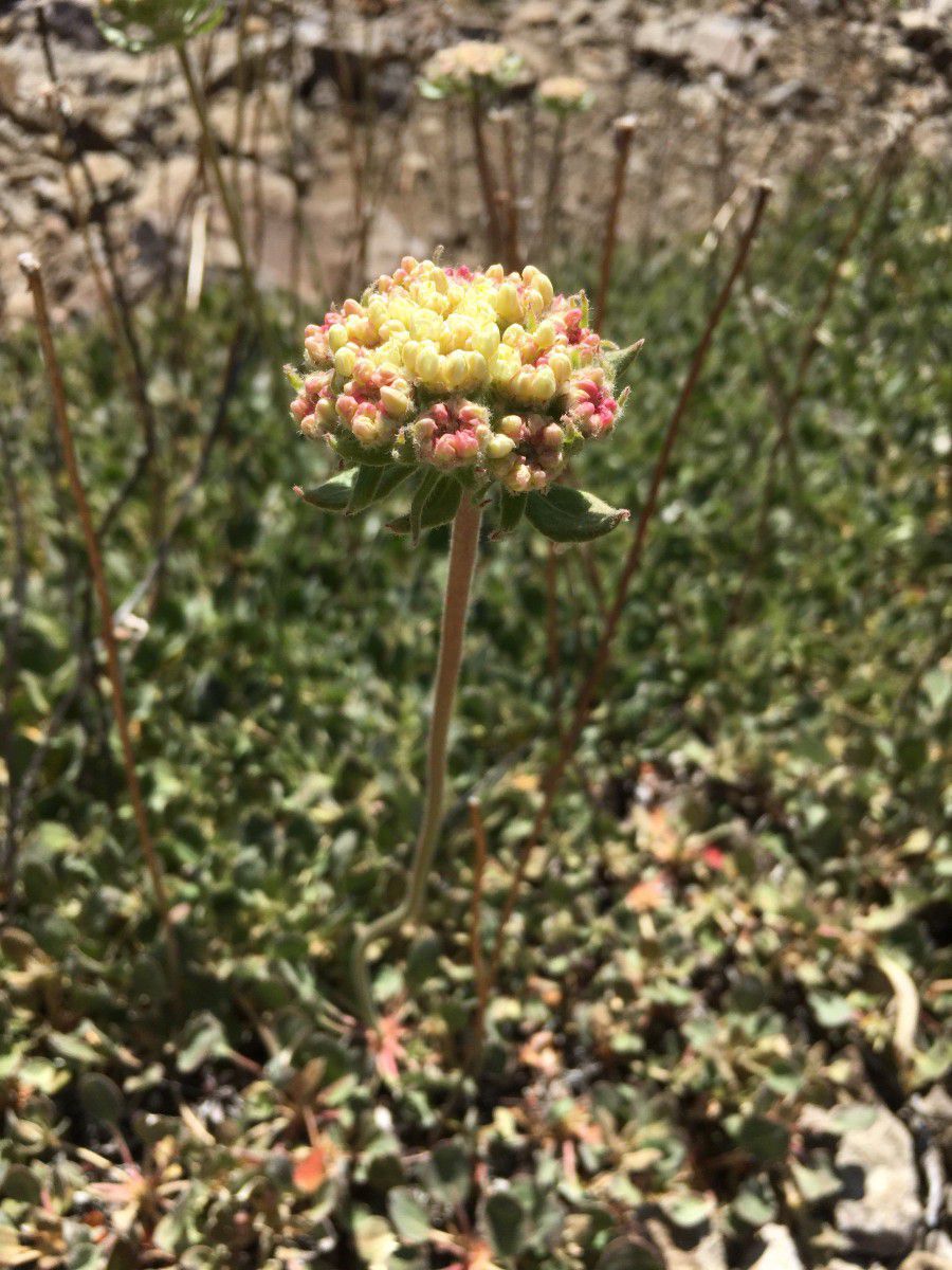 Eriogonum Ursinum Calflora