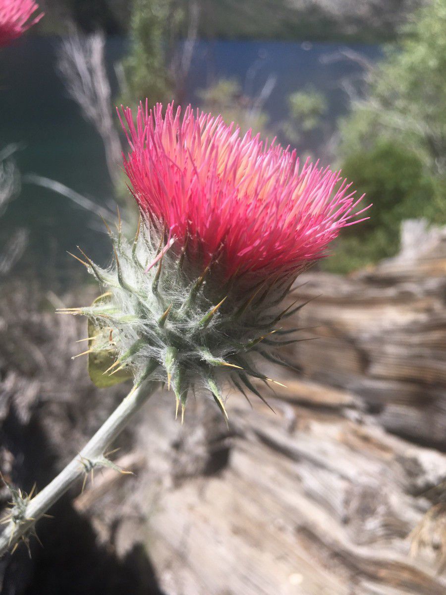 Cirsium ochrocentrum