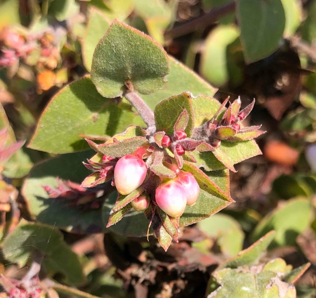 Arctostaphylos osoensis