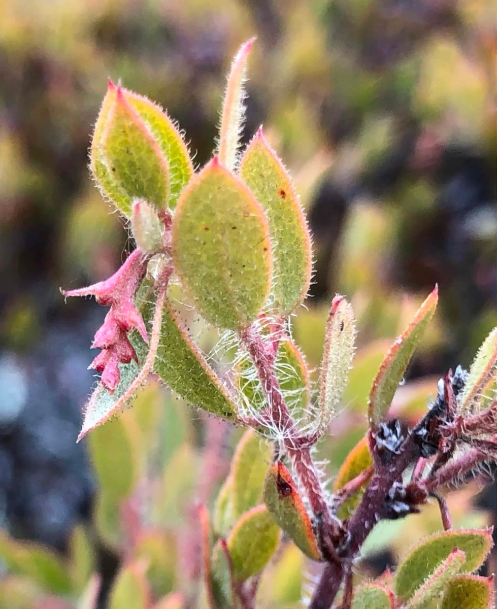 Arctostaphylos myrtifolia