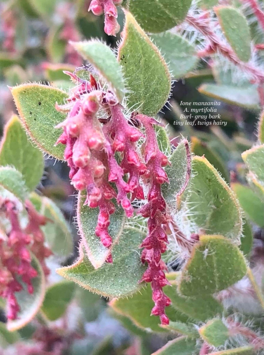 Arctostaphylos myrtifolia