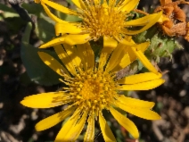 Grindelia stricta ssp. venulosa