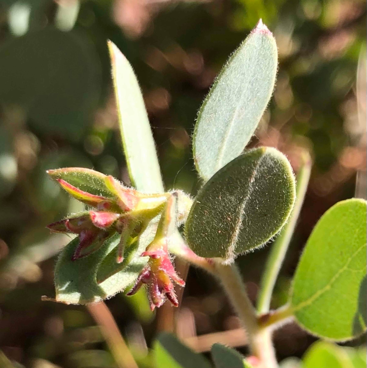 Arctostaphylos nissenana