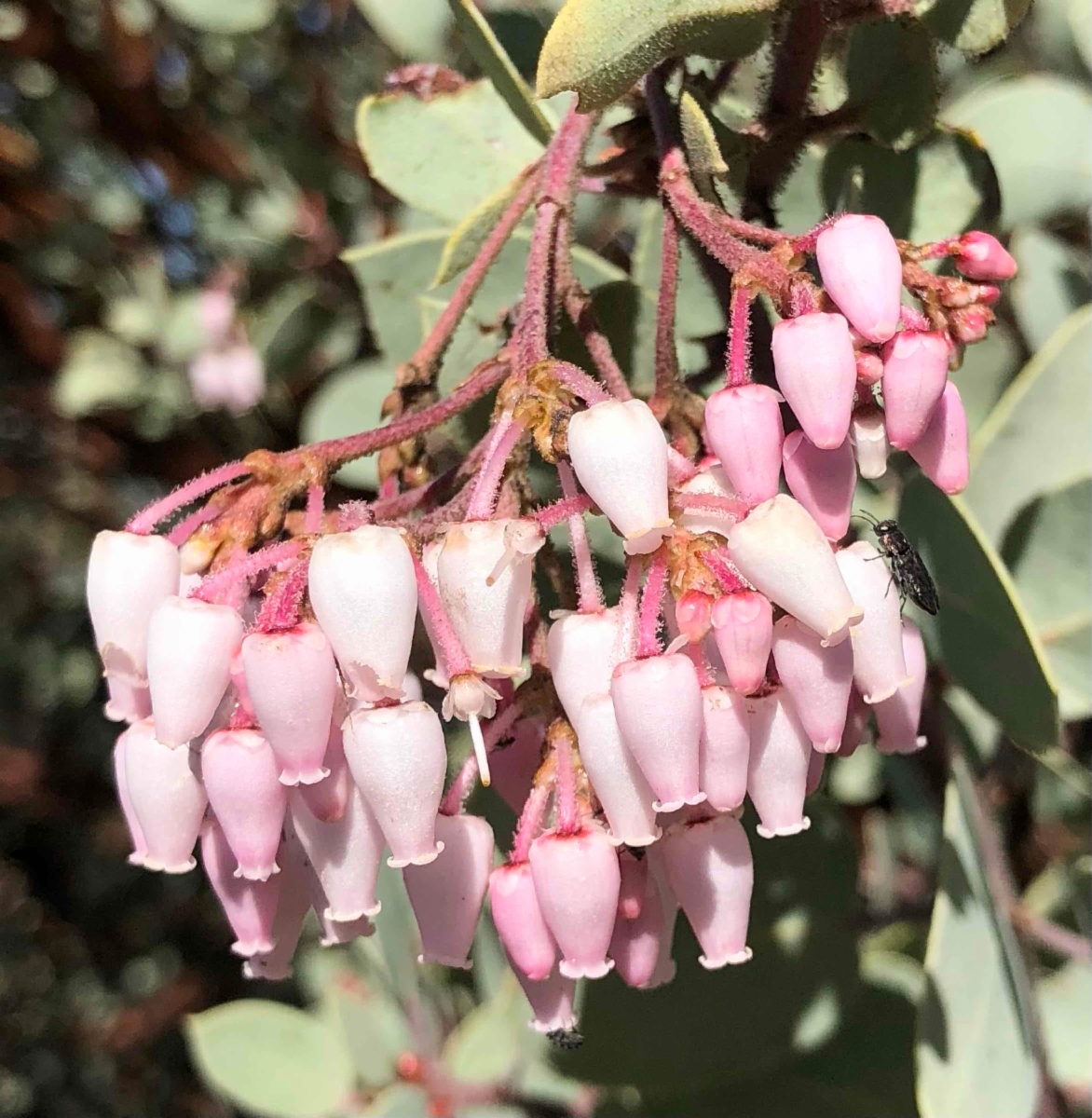 Arctostaphylos viscida