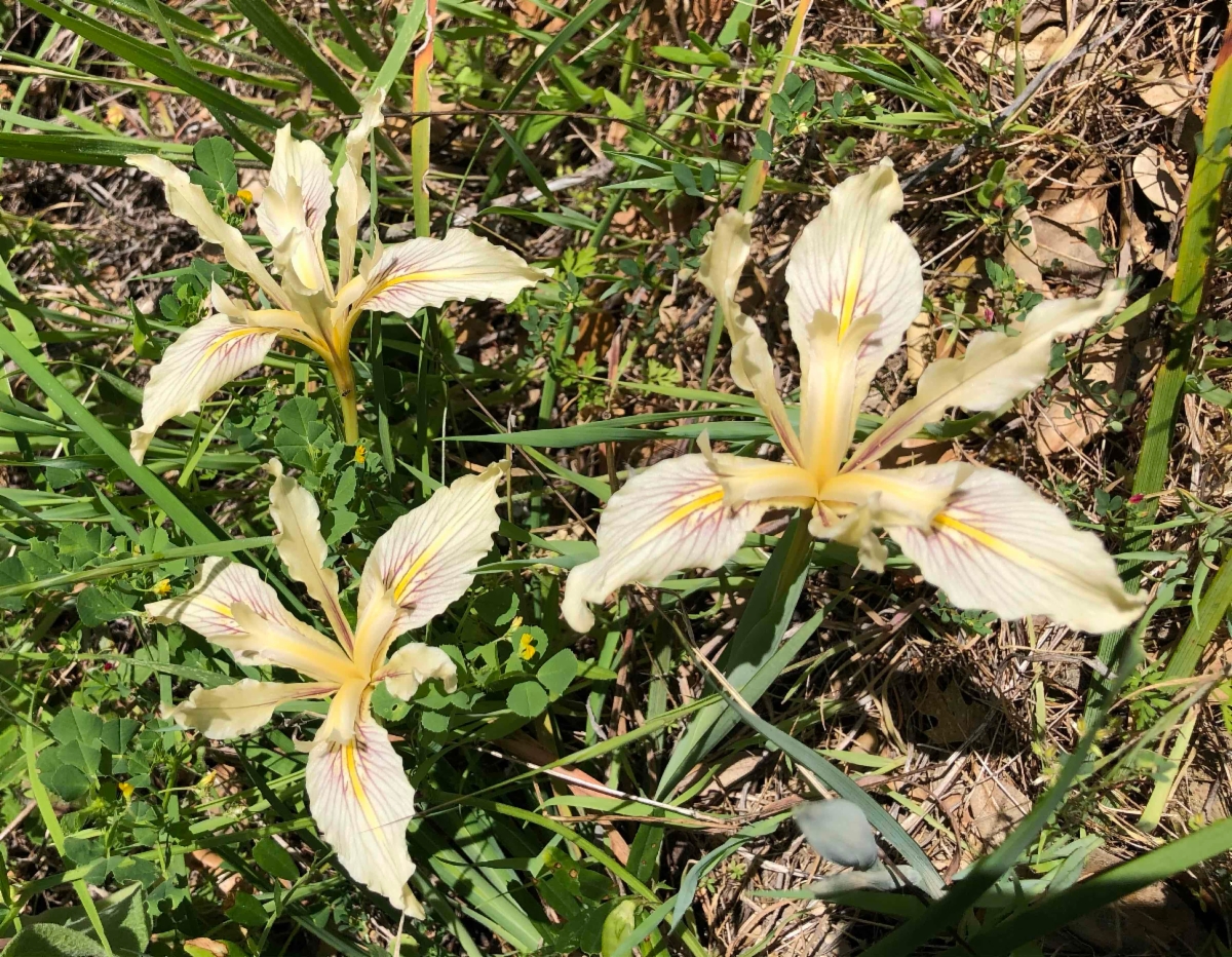 Iris fernaldii