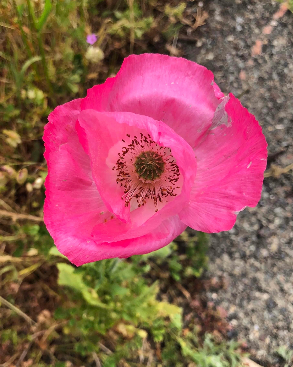 Papaver rhoeas