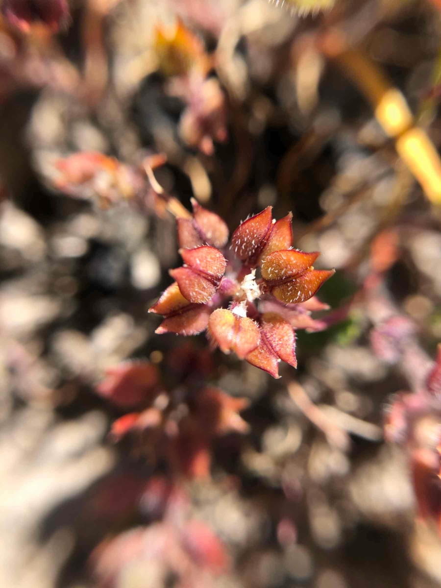 Lepidium acutidens