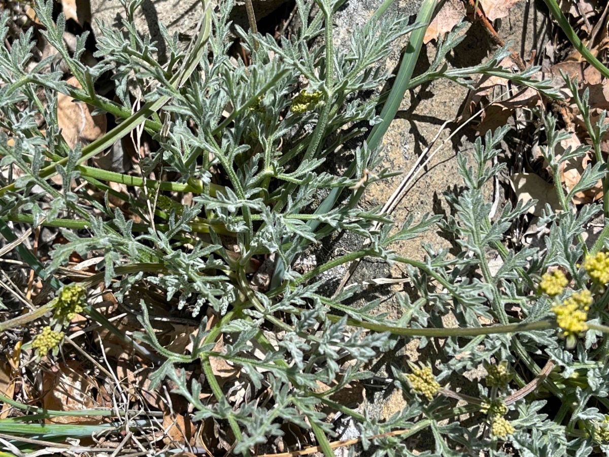 Lomatium observatorium