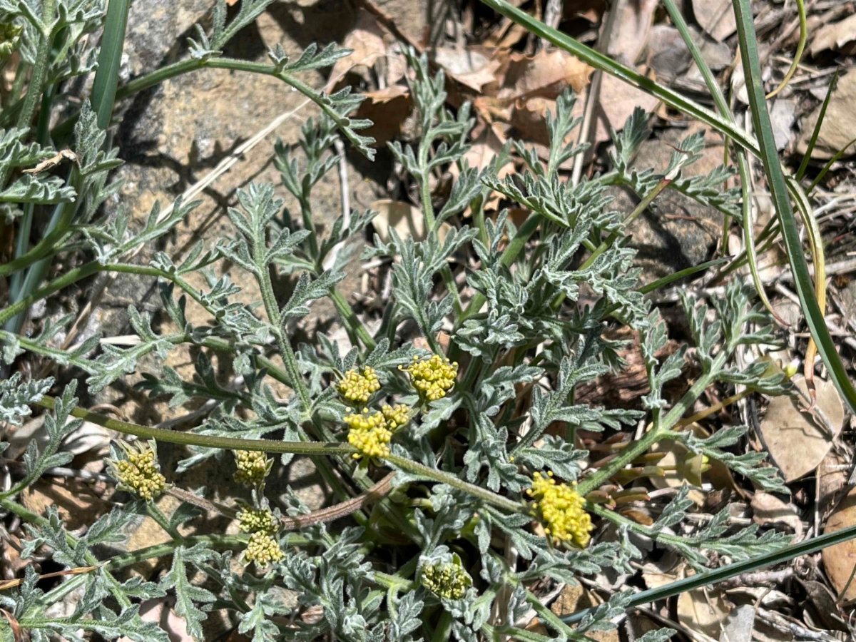 Lomatium observatorium