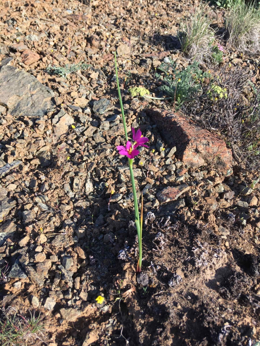 Olsynium douglasii