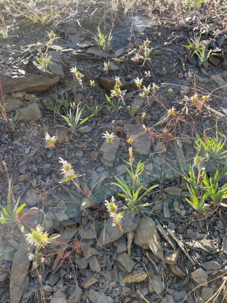 Acanthomintha lanceolata