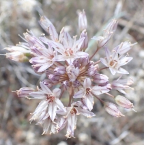 Allium fimbriatum var. diabolense